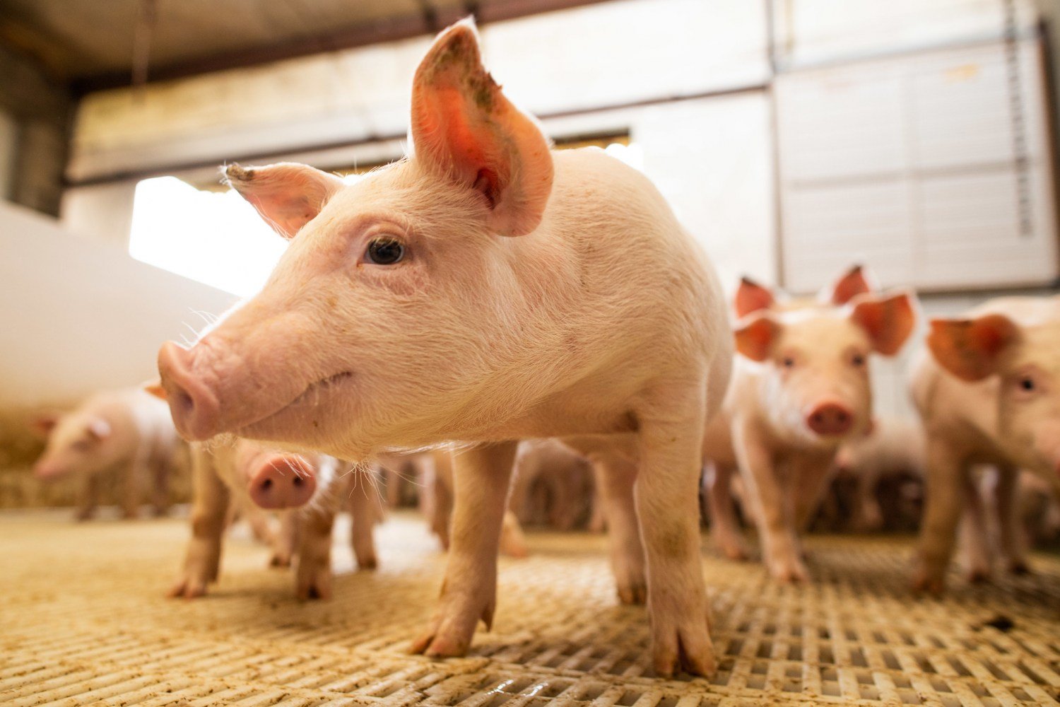 Licenciamento ambiental impulsiona suinocultura e fortalece produção sustentável no Acre