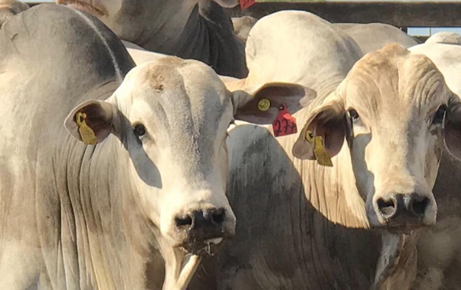 Agropecuária contribui com 32,8% do valor adicionado total do País em 2025