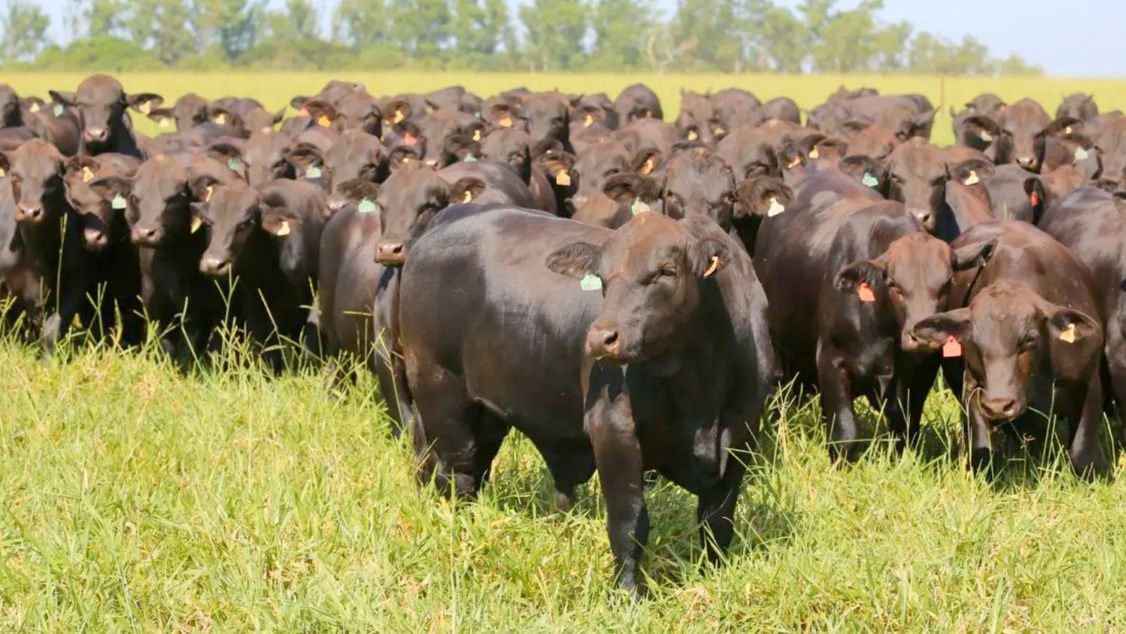 Congresso Mundial Brangus marca ascensão da raça no mercado brasileiro