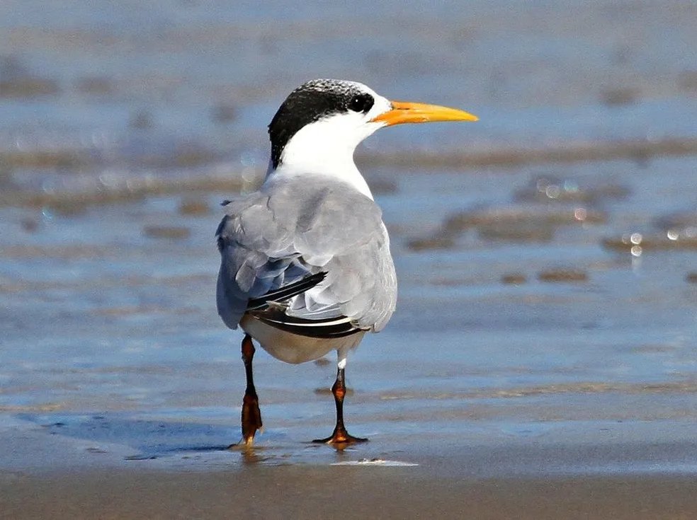 RS registra gripe aviária em aves silvestres, mas mantém segurança sanitária