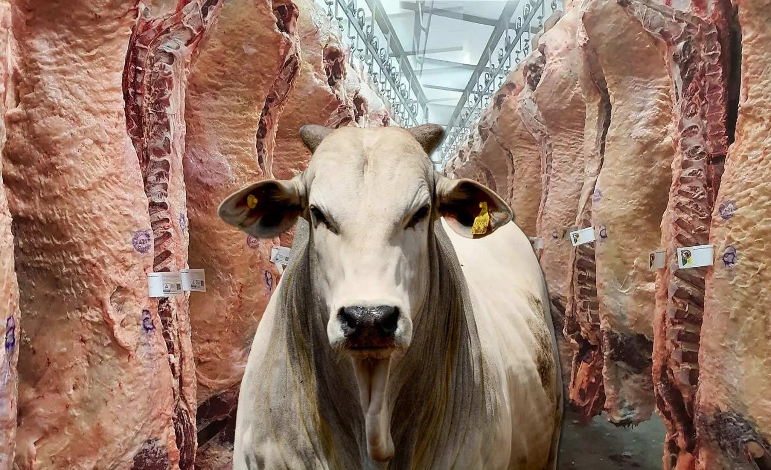 Guerra pode afetar de 30% a 40% da exportação de carne bovina, avalia Abiec