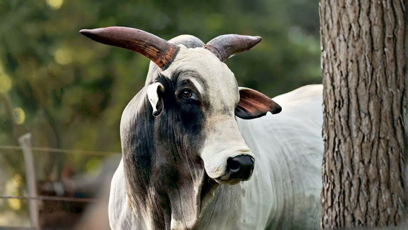 Para sempre Backup! o divisor de águas da genética brasileira que produziu 1 milhão de doses de sêmen