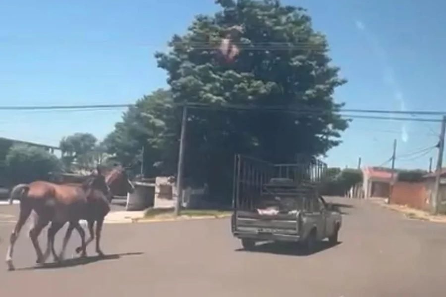 Homem recebe multa de R$ 6 mil após puxar cavalos pelo pescoço usando veículo