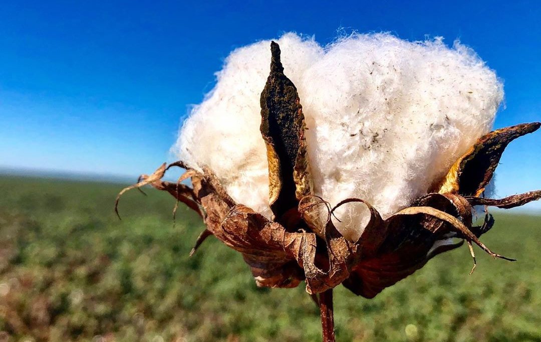 Indicador do algodão atravessa fevereiro dentro da estabilidade