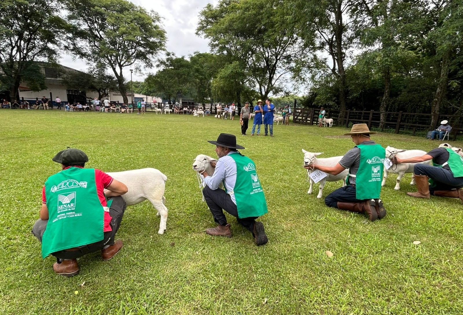 Feiras de verão movimentam R$ 5,07 milhões e impulsionam crescimento da ovinocultura