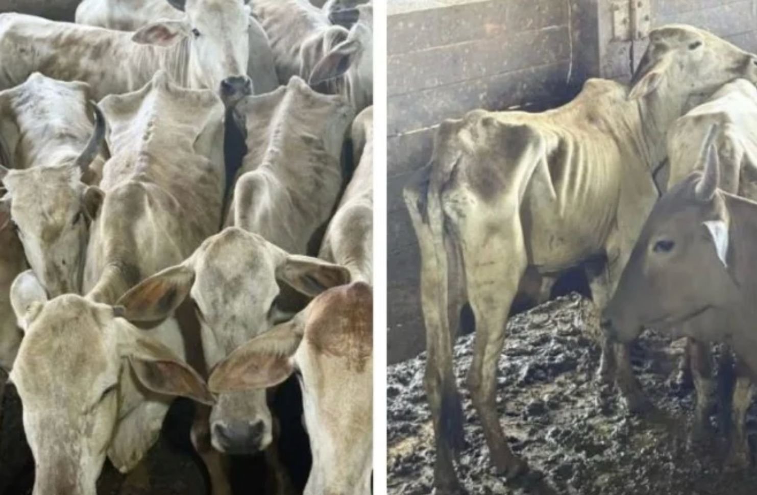 Morte de 157 bois apreendidos pelo Ibama vira denúncia no Senado e revolta produtores