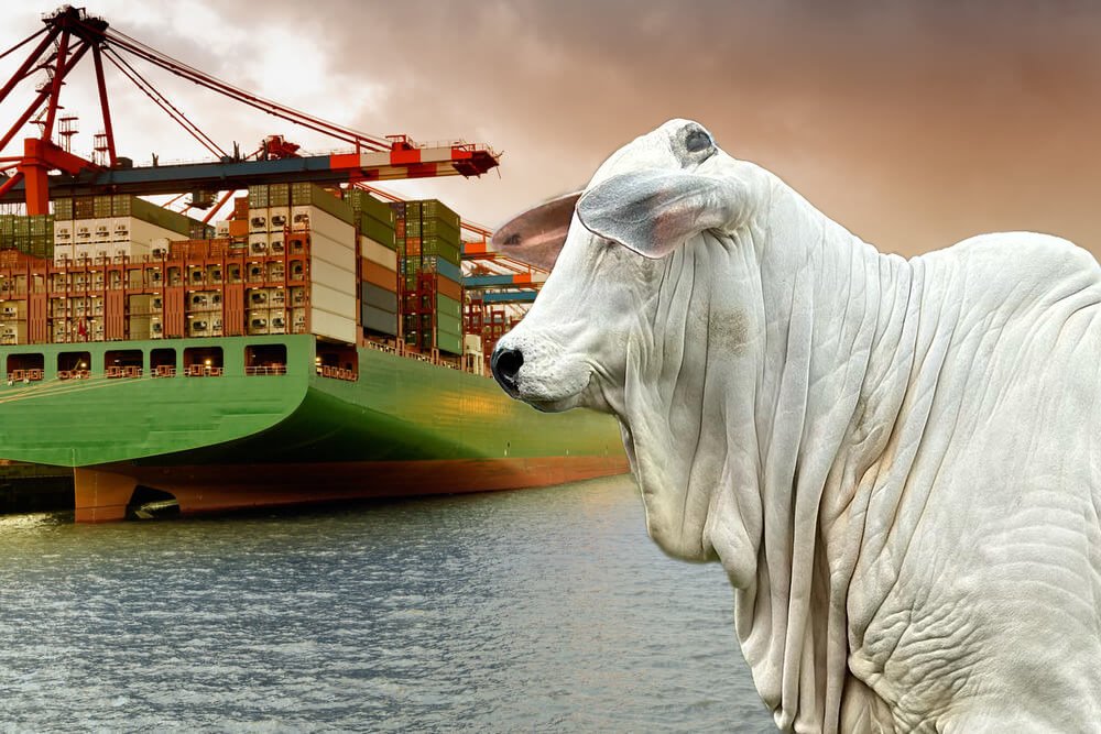 Boi gordo sente o impacto da crise internacional e mercado entra em alerta