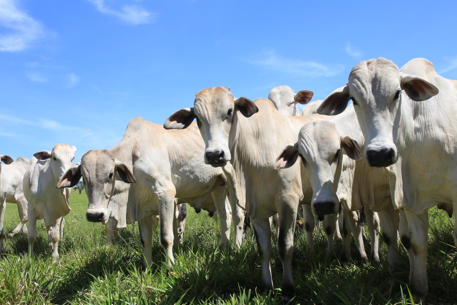 Bezerro é negociado acima de R$ 3 mil em quase todas as praças