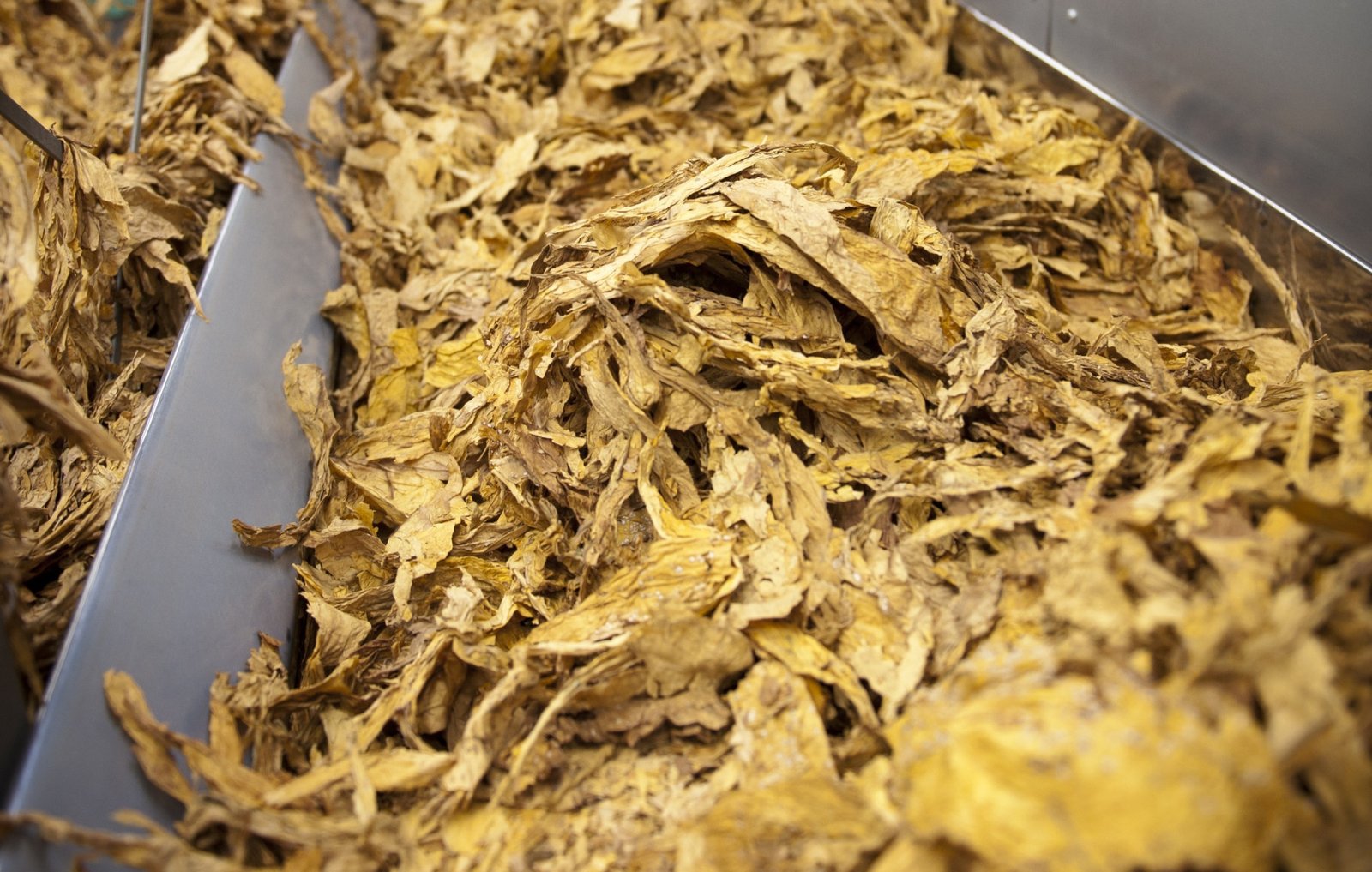 Tabaco: receita cambial em 2025 é recorde de US$ 3,4 bilhões (+ 14% ante 2024)