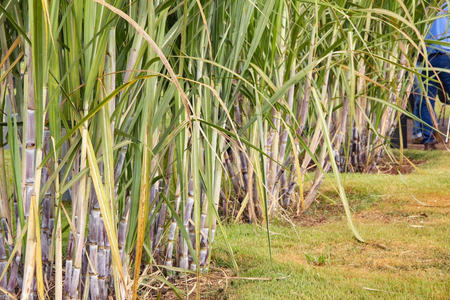 IAC recomenda estratégias de manejo na cana para aumento da produtividade agroindustrial