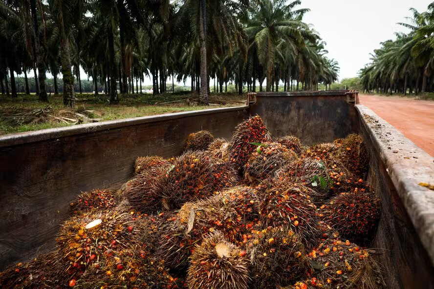 Colombiana Daabon anuncia acordo para aquisição das operações da Agropalma no PA