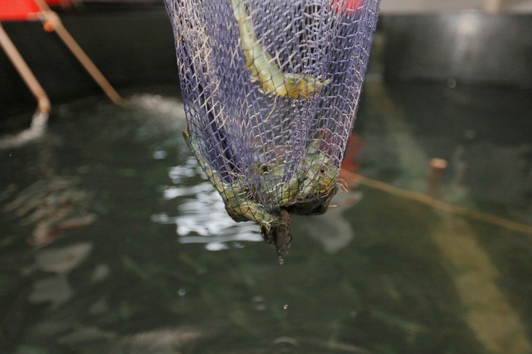 Defeso do camarão: saiba por que a pesca está suspensa até abril