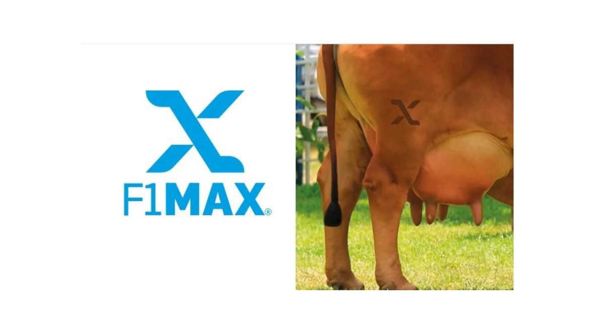 Zebu leiteiro: ABCZ cria Certificado F1 Max para identificar fêmeas com superioridade genética