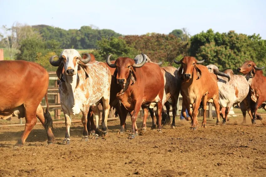 Brasil exporta embriões para a Índia, berço do gado Zebu