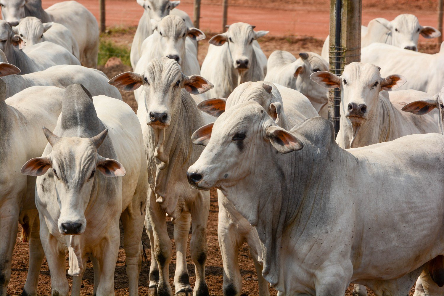 Confinamento de bovinos foi um bom negócio em 2025? Margens positivas surpreendem pecuaristas