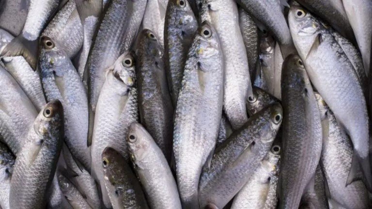 MPA e MMA definem cotas para safra da Tainha 2026; veja como ficou