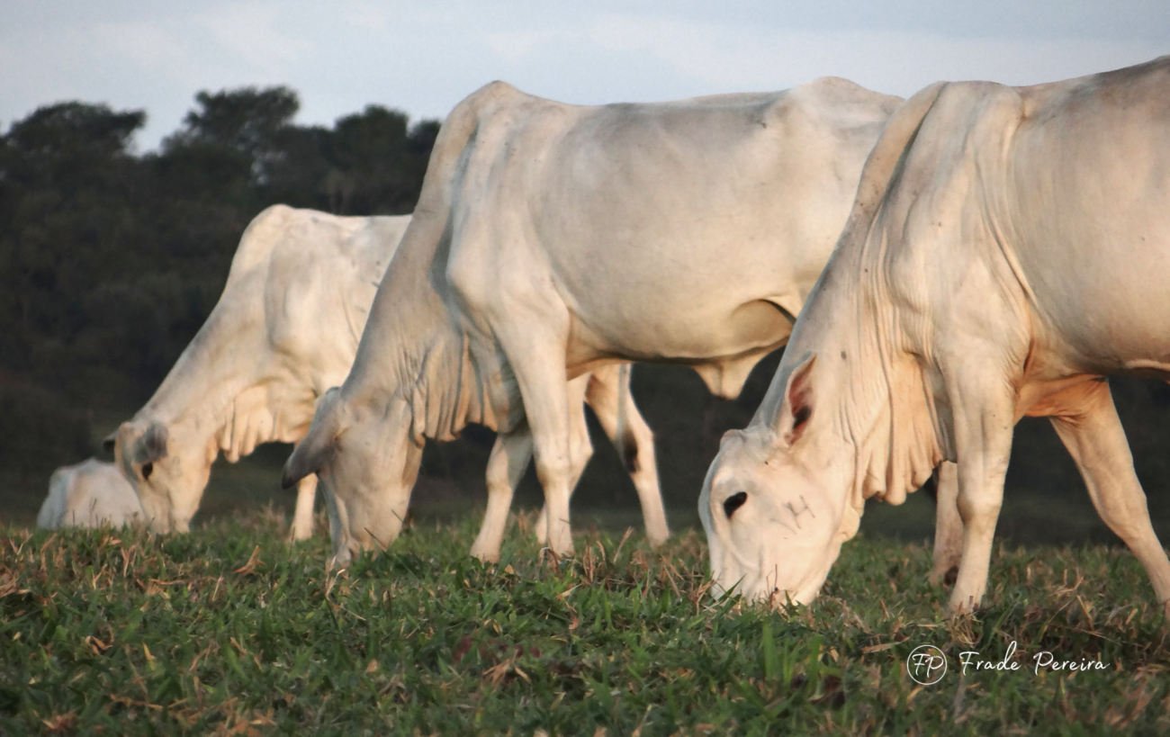 Por que o gado quase sempre pasta virado para o Norte ou para o Sul?