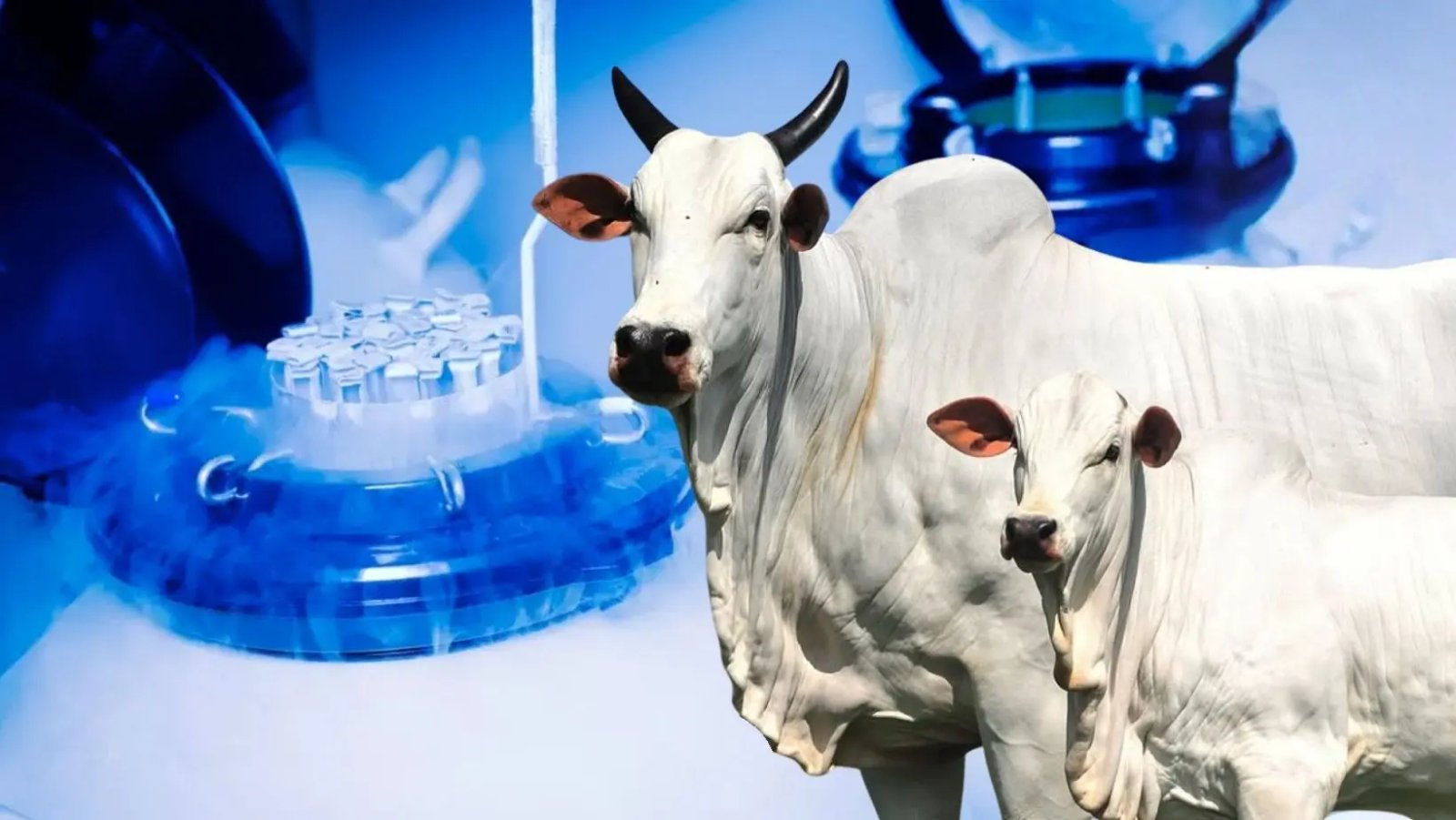 Você ainda deixa o touro decidir o futuro da fazenda? A IATF pode mudar sua produtividade