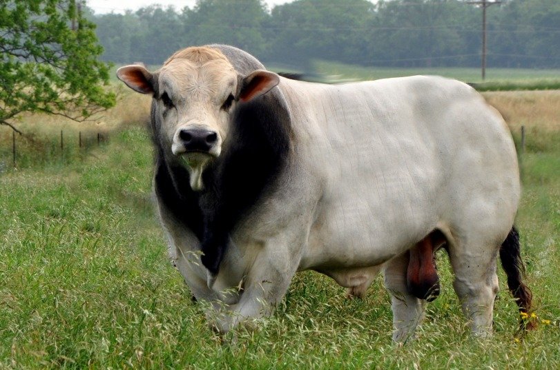Cruzamento com Romagnola faz bezerros atingirem mais de 200 kg e impressiona pecuaristas
