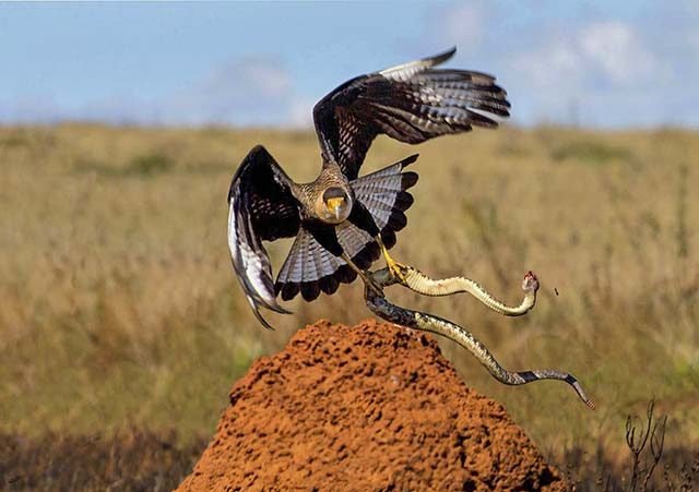 Águia ou Falcão? Entenda o que é o Carcará e por que ele se tornou uma lenda nordestina