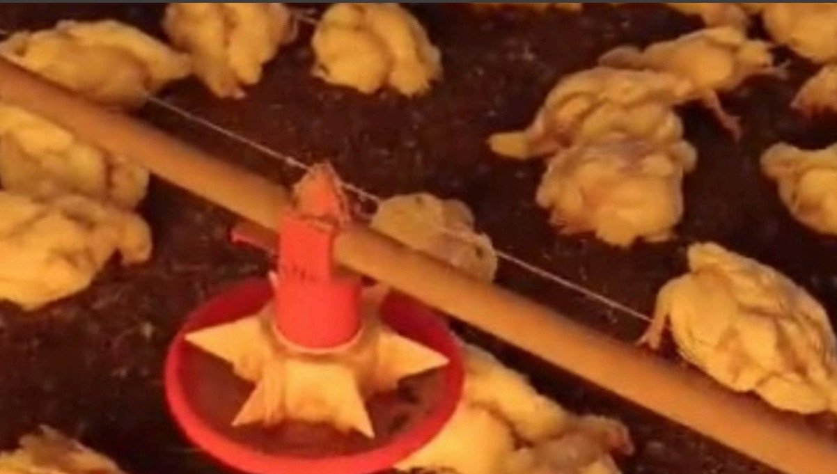 Apagão na Granja: Como acionar a concessionária judicialmente por perdas e danos?