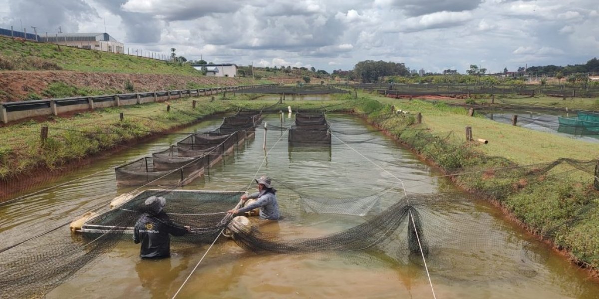 Tilápia em São Paulo movimenta R$ 494 milhões e governo reforça barreiras sanitárias contra vírus letal