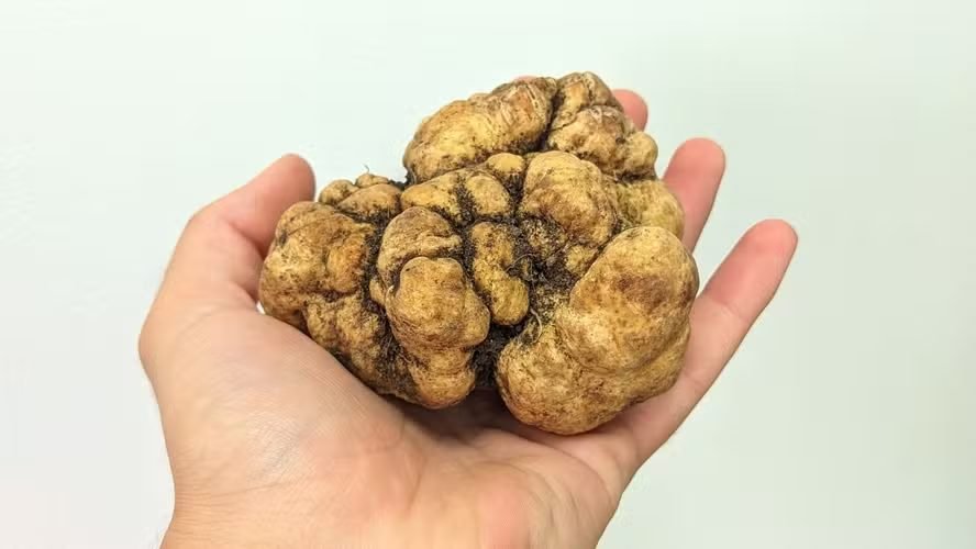 Trufas no Brasil: Conheça os produtores que transformaram o “diamante negro” em fronteira do agro