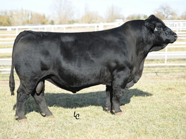 Tricross com Black Simental: É apenas moda ou eficiência genética comprovada? Entenda