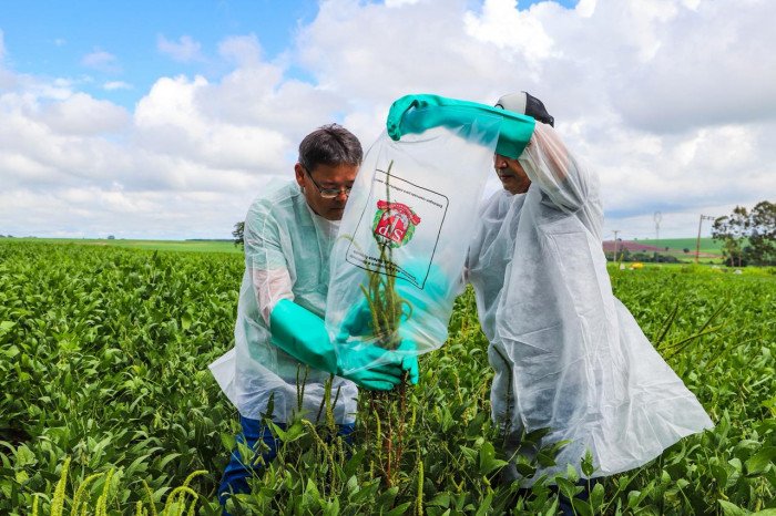 Caruru-gigante: SP cria plano inédito para conter praga devastadora