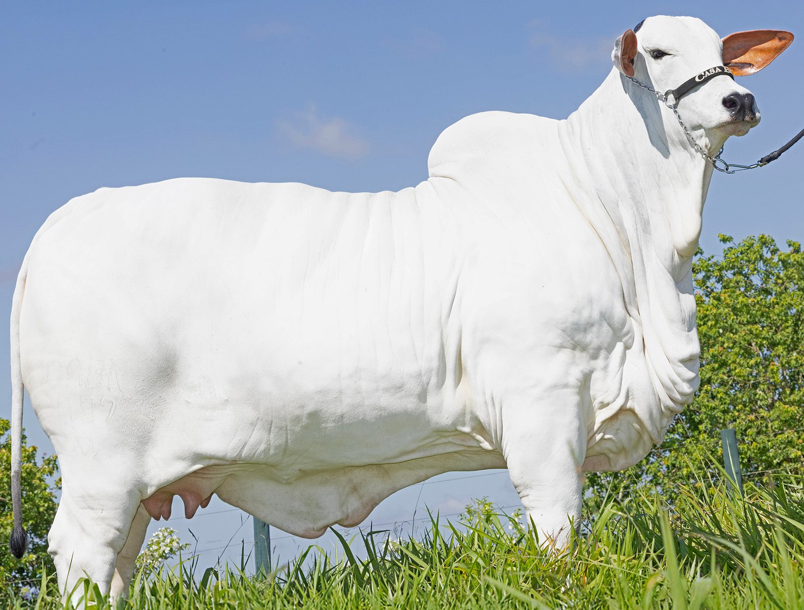Leilão Casa Branca Top Class leva ao mercado as novas fêmeas Nelore premiadas e de alto potencial genético
