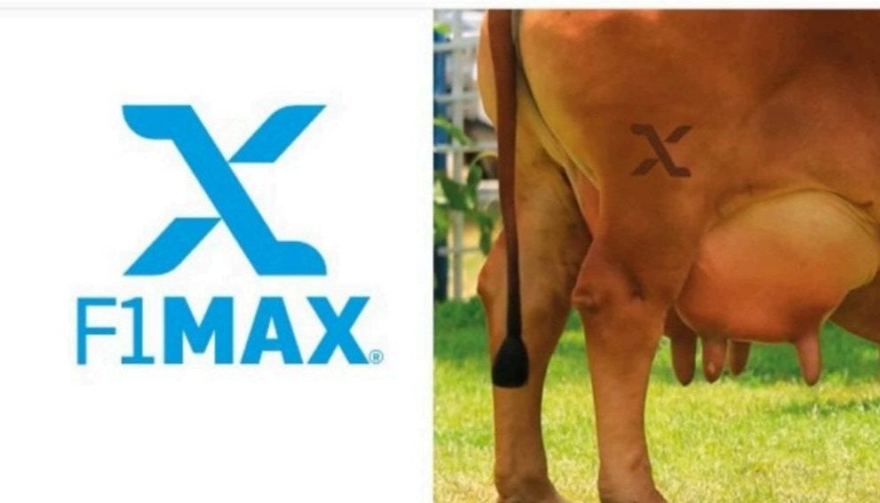 Revolução no Zebu: ABCZ anuncia Certificado F1 Max para destacar fêmeas superiores no rebanho