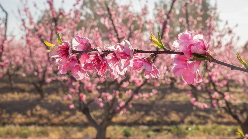 Crise climática altera calendário de floração de espécies tropicais