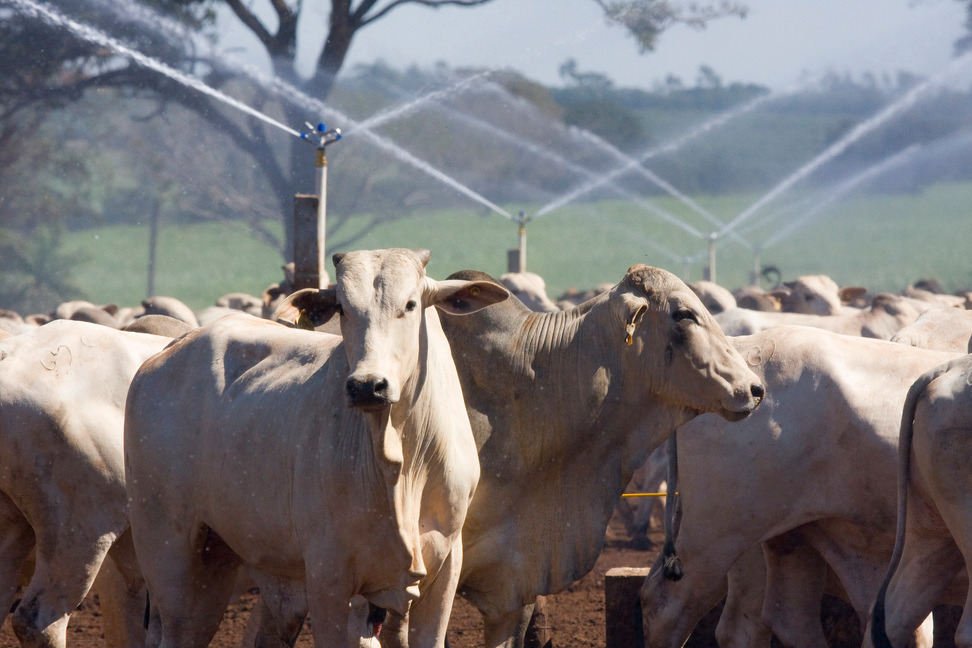 Produtores que adotam gestão técnica atravessam ciclo pecuário com maior margem