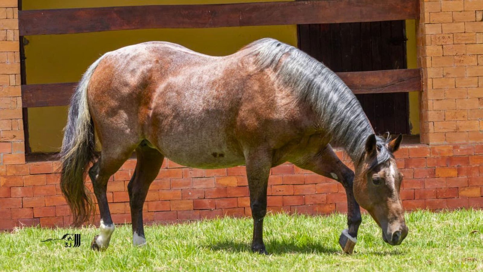 Mercado do Cavalo Quarto de Milha supera R$ 113 milhões em vendas no Centro-Oeste