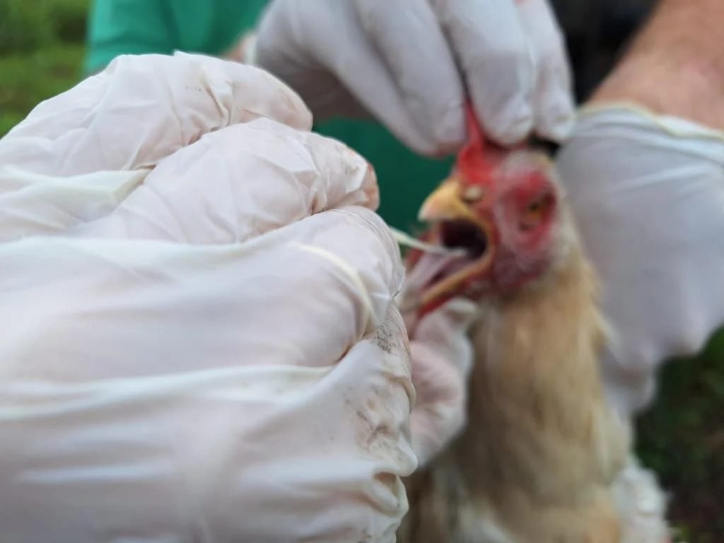 Serviço Veterinário Oficial finaliza visitas nas propriedades da região do foco de gripe aviária em aves silvestres