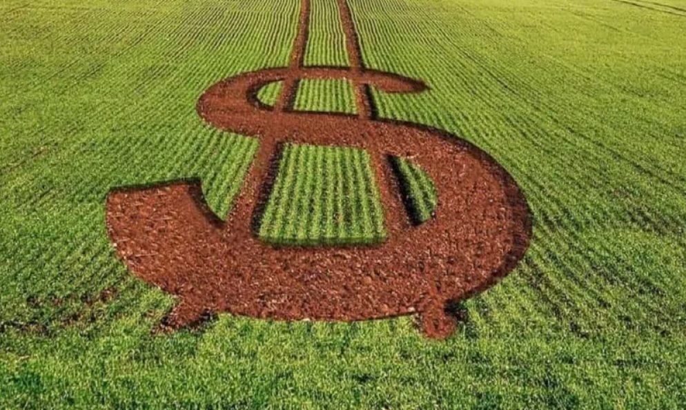 Desembolso no plano safra 2025/26 até fevereiro recua 12,8%, para R$ 226,95 bi