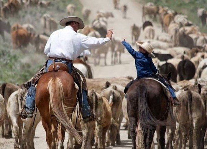 Boi gordo tem negócios acima da referência mesmo com tensão global e pressão da indústria