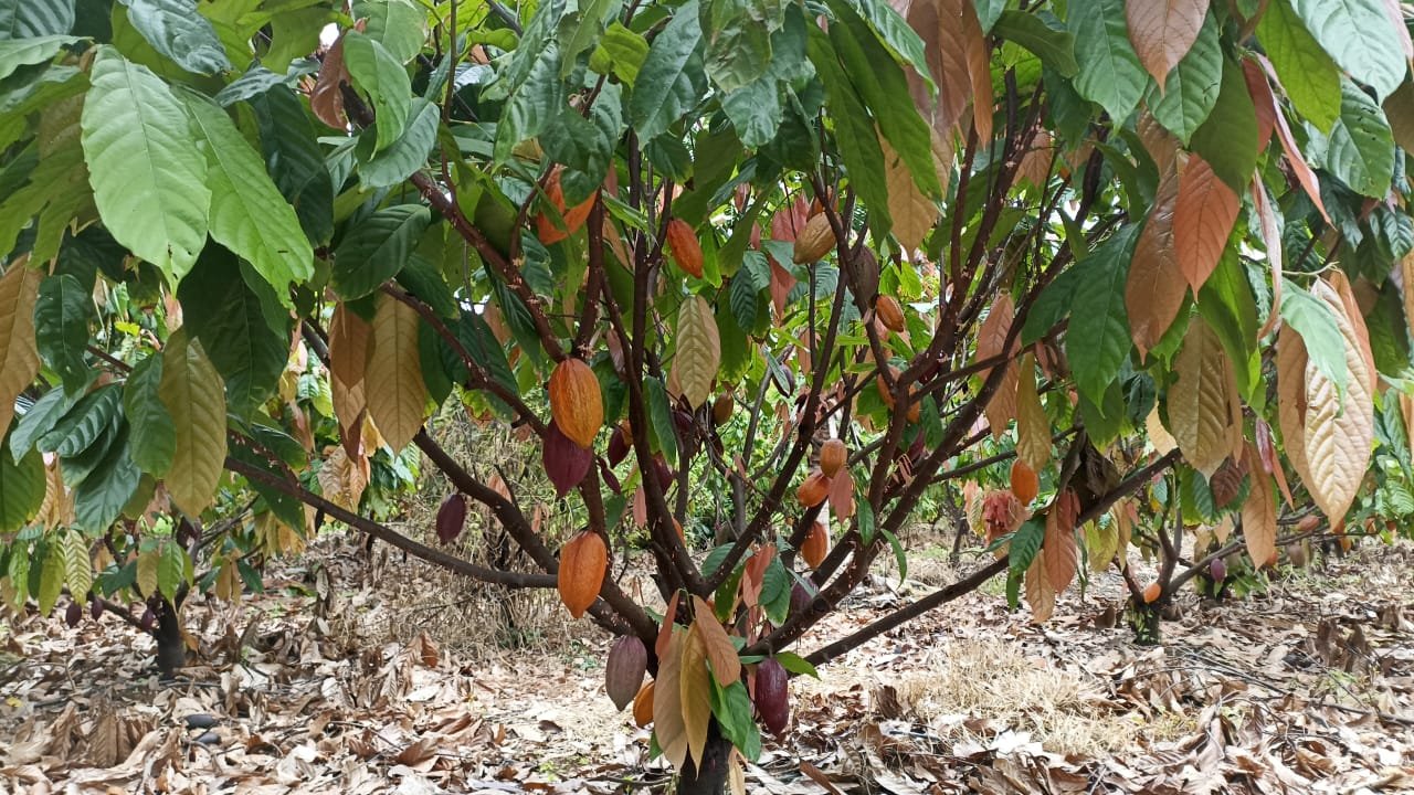 Crise do cacau na África Ocidental leva produtores a abandonar lavouras