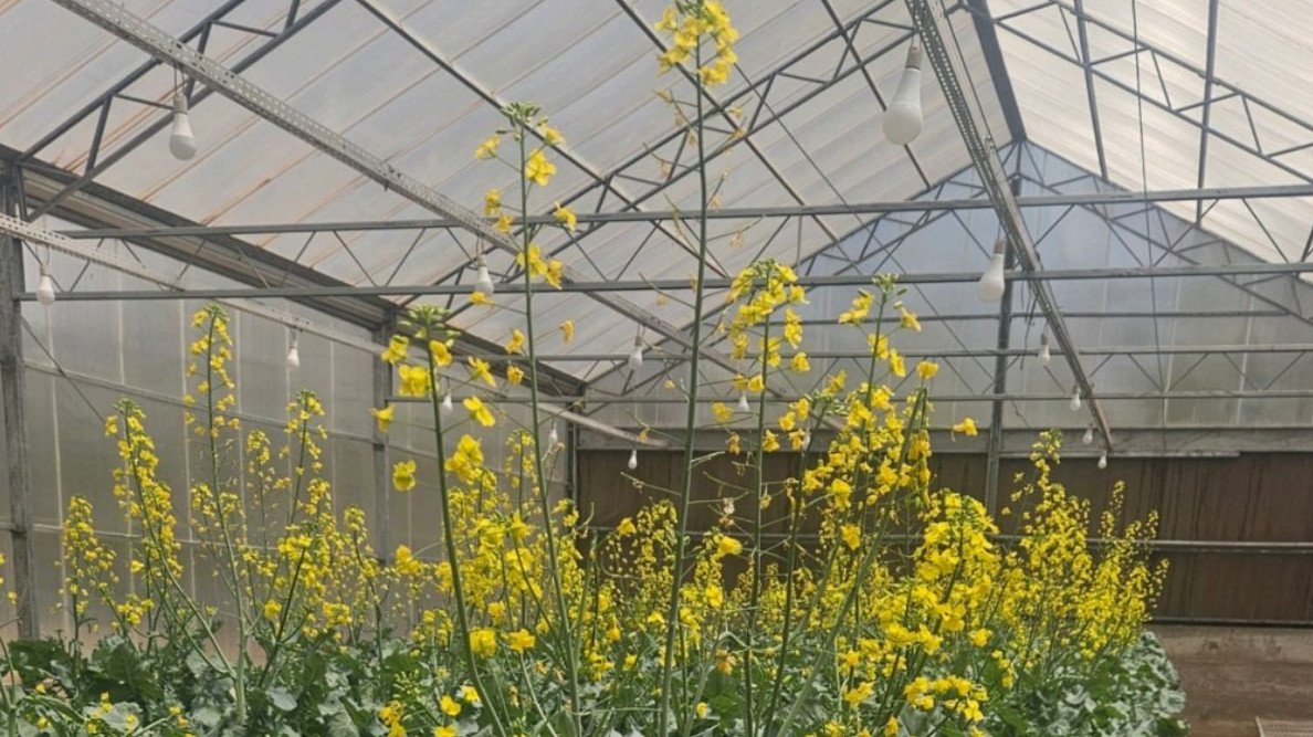 Algas contra a seca: Embrapa testa tecnologia para blindar lavouras contra a falta de chuva