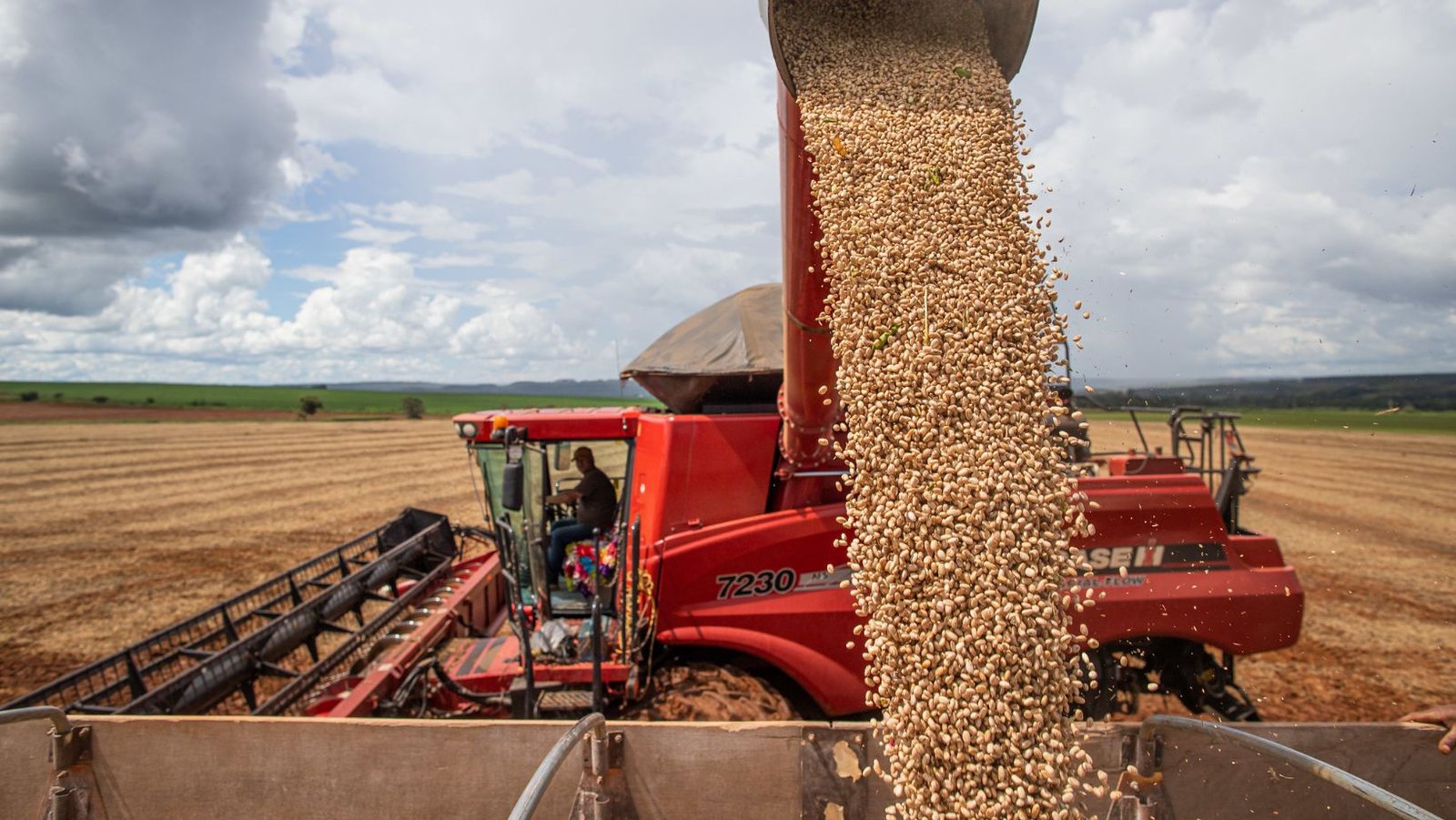 Após valorizações intensas em fevereiro, mercado do feijão inicia março em ritmo lento