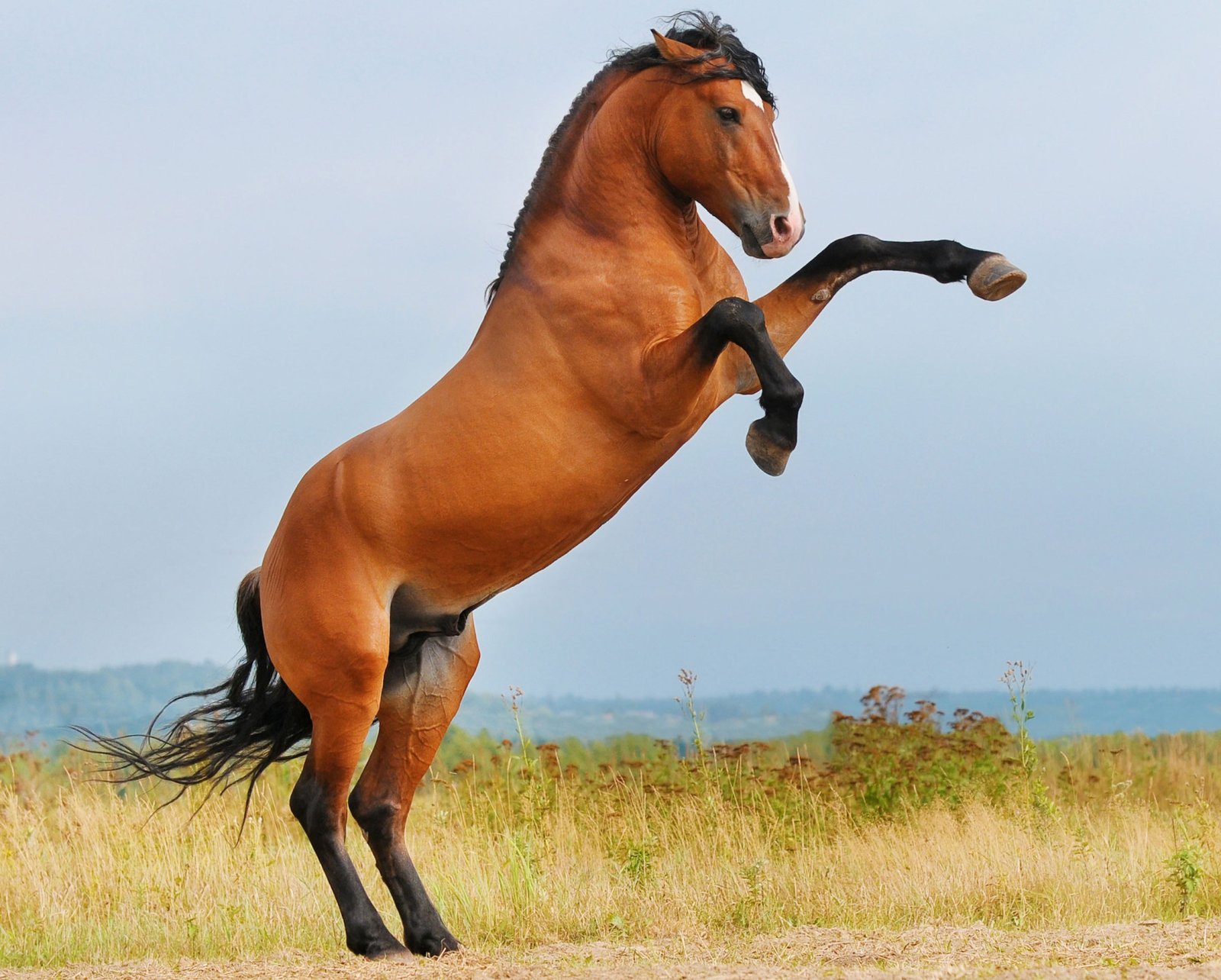 Garanhão ou cavalo castrado? Entenda as vantagens e os riscos da castração tardia