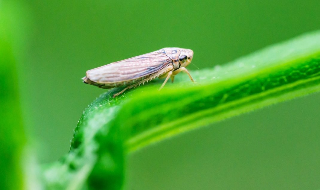 Ciclo contínuo da cigarrinha-do-milho aumenta risco de contaminação entre safras