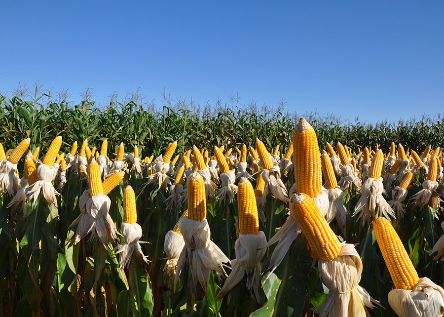 USDA eleva estimativa de produção de milho no Brasil em 2025/26 para 132 mi de t