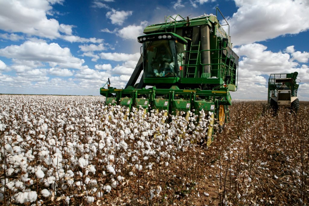 Vendedores focam na próxima safra e mantêm preços do algodão firmes
