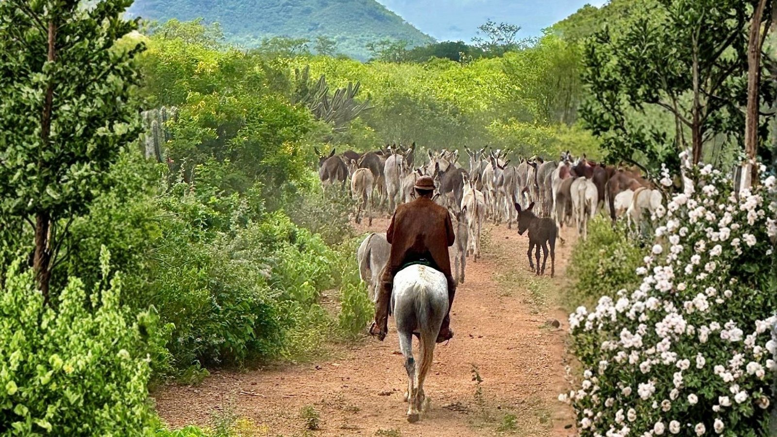 Avanços na cadeia produtiva dos jumentos no Nordeste