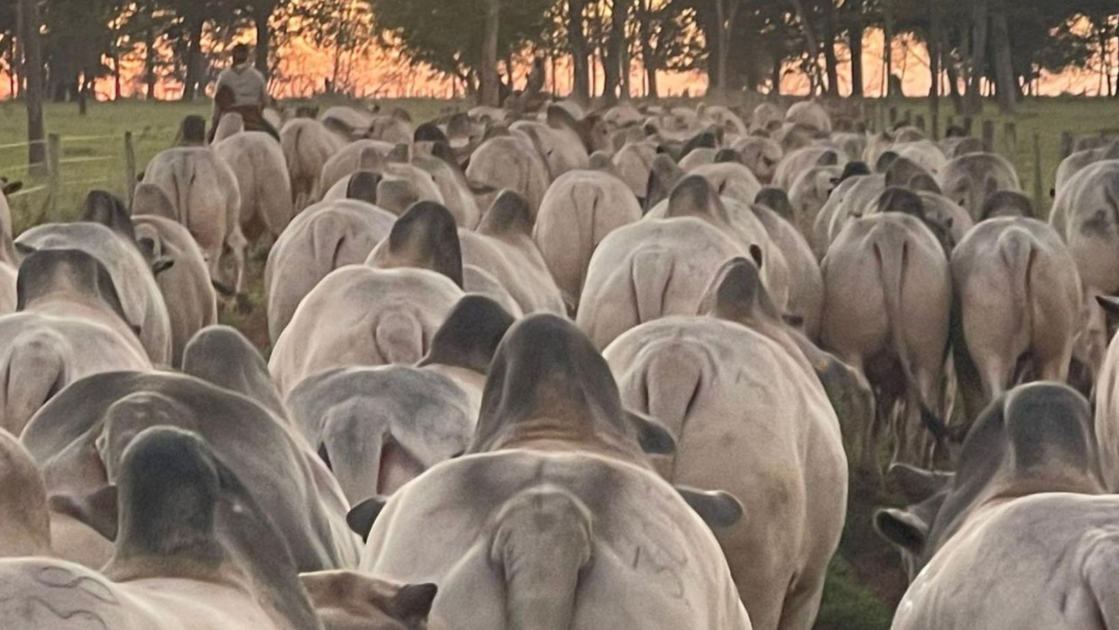 Operação ‘Boi Fantasma’ mira esquema de corrupção e fraude em registros de gado