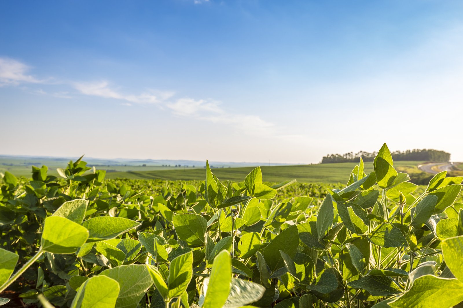 Caminhos para cadeias de soja livres de desmatamento ganham destaque em debate em Brasília