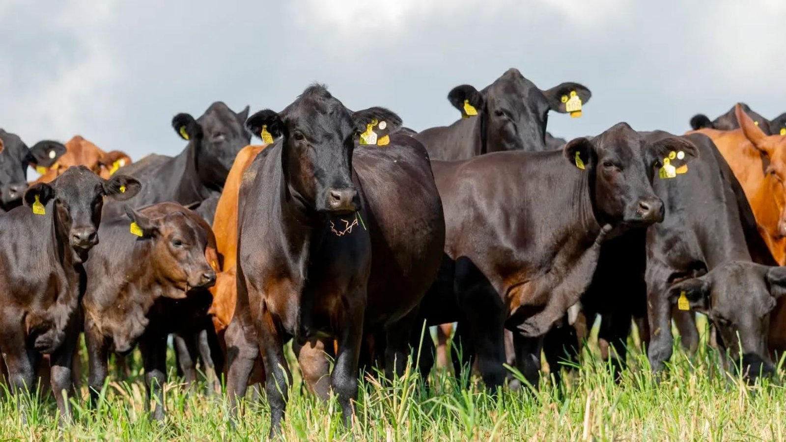 Congresso Mundial do Brangus reúne criadores de 11 países em visitas a criatórios gaúchos