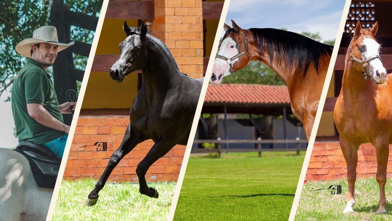 Boom do cavalo Quarto de Milha atrai cantor Hugo, que lança o 1º Leilão Fazenda Planejei