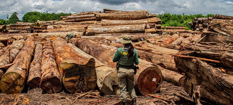Operação Maravalha apreendeu 15 mil m³ de madeira serrada e aplicou R$110 milhões em multas no Pará